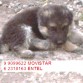 cachorros a la venta
